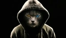 Картинка: Кот с разным цветом глаз в капюшоне
