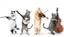 Картинка: Коты играют на музыкальных инструментах.