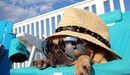 Image: Dog in hat and glasses resting on a sun lounger.