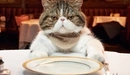 Картинка: Кот за столом ждёт своего обеда.