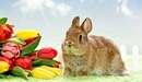 Картинка: Кролик с тюльпанами