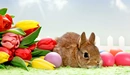 Картинка: Кролик, тюльпаны и яйца
