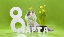 Картинка: Поздравление с 8 Марта от пушистого кота с зелёным бантом. 