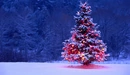 Image: Christmas tree glowing lights.