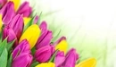 Картинка: Жёлтые и розовые тюльпаны на белом фоне