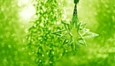 Image: Green snowflake.