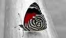 Картинка: Красивый чёрно-белый с красным окрас бабочки.