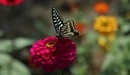 Картинка: Чёрно-белая бабочка на большом розовом цветке