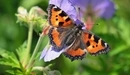 Image: Urticaria butterfly sitting on a flower