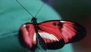 Картинка: Яркая бабочка присела немного отдохнуть и выгодно выделяется на не менее ярком фоне