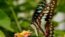 Картинка: Бабочка собирает нектар с цветка.