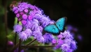 Картинка: Голубая бабочка на цветке