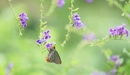 Картинка: Бабочка на лаванде