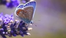 Картинка: Синяя бабочка на необычном синем цветке.