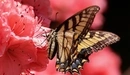 Картинка: Бабочка на цветке пьет нектар