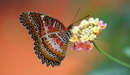 Картинка: Бабочка яркого окраса сидит на цветке