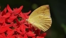 Картинка: Бабочка сидит на красных цветах