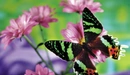 Картинка: Бабочка пьет нектар