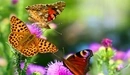 Image: Beautiful butterflies