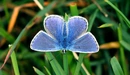 Картинка: Голубой окрас бабочки