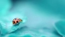 Image: Ladybug close-up