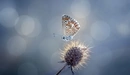 Картинка: Бабочка на растении