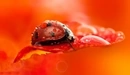 Image: Red ladybug sits on a leaf.