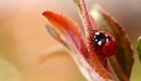 Image: Ladybug on a leaf