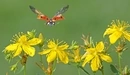 Image: Ladybug in flight.
