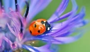 Image: Ladybug sits on a lilac flower.