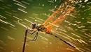 Image: Dragonfly sitting on a twig.