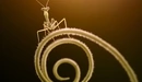 Image: The insect sits on a spiral plant.