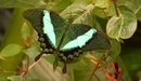 Картинка: Зелёная бабочка сидит на листе дерева.
