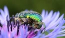 Image: Chafer on the flower.