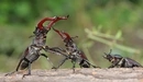 Картинка: Борьба между жуками.