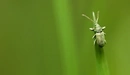 Картинка: Зелёный жук сидит на травинке