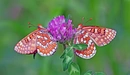Image: Two butterflies sitting on a clover