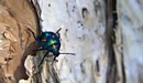 Картинка: Синий жук ползёт по коре дерева