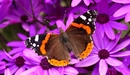 Картинка: Прекрасная бабочка с яркими пятнами на крыльях расположилась на фиолетовом цветке.