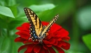 Картинка: Бабочка на красном цветке