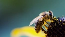 Картинка: Пчела собирает пыльцу с цветка