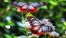 Картинка: Две бабочки собирают нектар