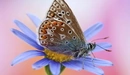 Картинка: Бабочка сидящая на цветке.