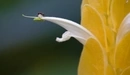Картинка: Маленький муравьишка на лепестке жёлтого цветка.
