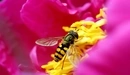 Image: Fly on a flower