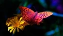 Картинка: Яркая бабочка ночью села на цветок.
