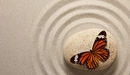 Картинка: Бабочка сидящая на камне.