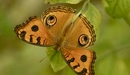 Картинка: Бабочка у которой крылья похожи на глаза.