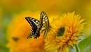 Image: Butterfly with beautifully colored wings collecting nectar from a yellow flower.