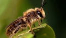Картинка: Пчела сидит на листике